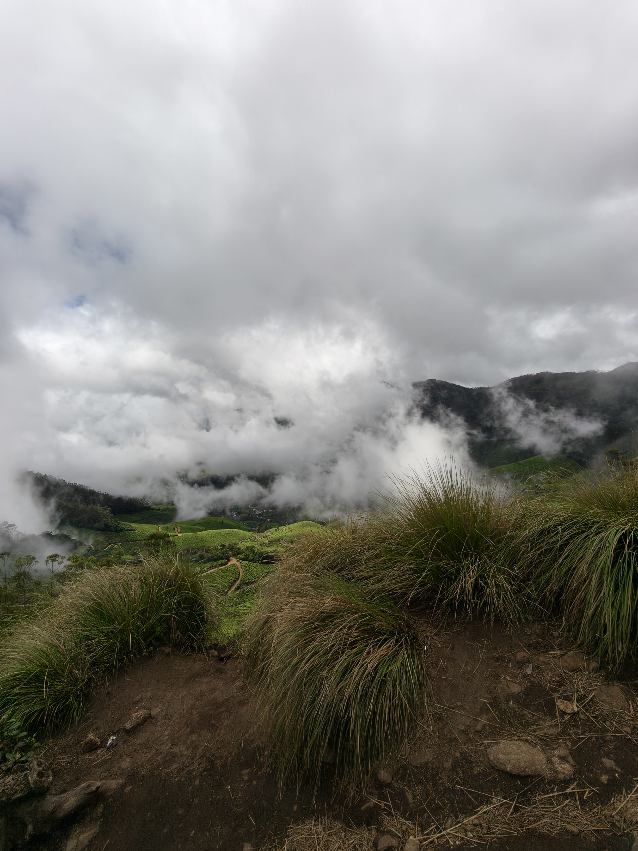 Kolukkumalai tea estate with tall trees and rolling green hills under cloudy sky